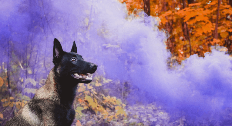 Smoke GRenades k-9 training