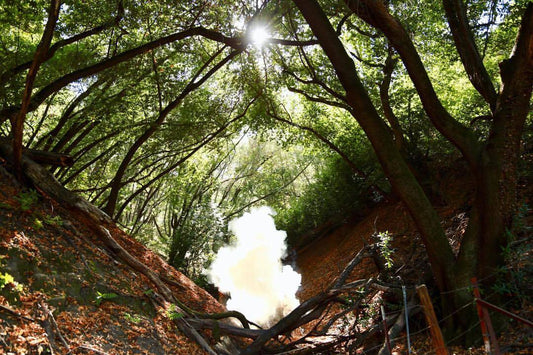 Smoke rising from a gopher burrow entrance during smoke treatment